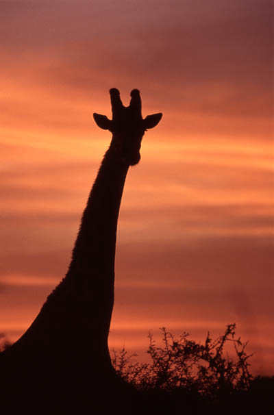 Giraffe silhouette at sunset