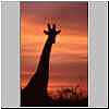 Giraffe silhouette at sunset