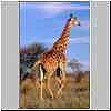 Giraffe walking in Kruger National Park