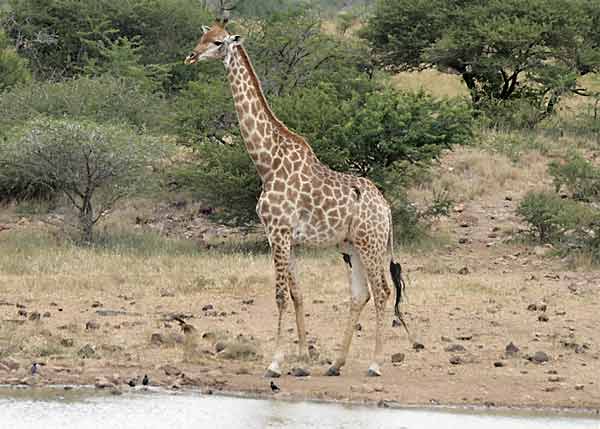 Giraffe standing at waterhole