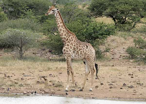 Giraffe standing at waterhole