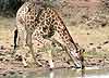 giraffe lowering head to drink