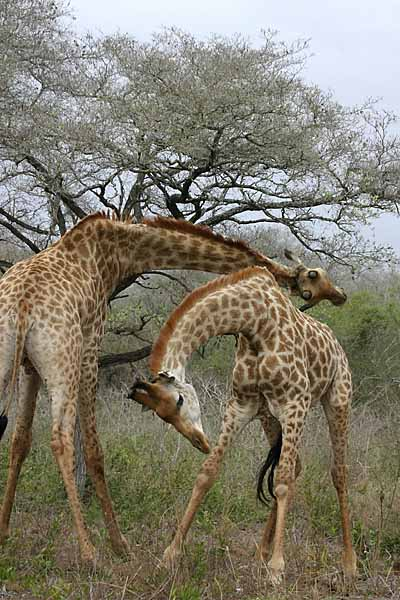 Giraffe males sparring