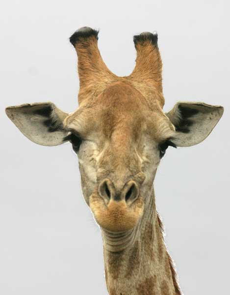 Giraffe Close-up