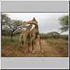 Young male giraffes neck fighting