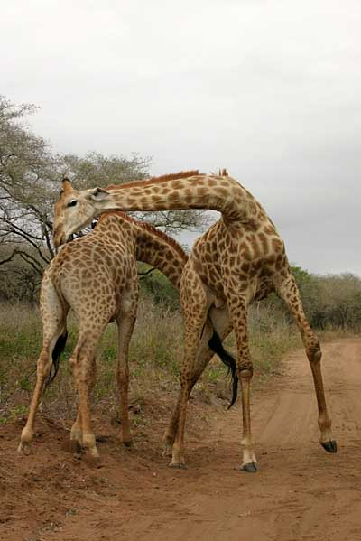 Giraffe males sparring