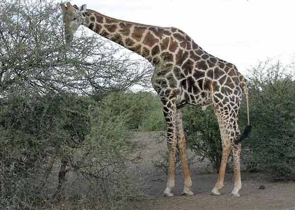 Giraffe browsing