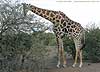 Giraffe browsing thorn tree