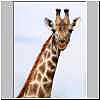 Giraffe close-up, Mashatu Game Reserve, Botswana