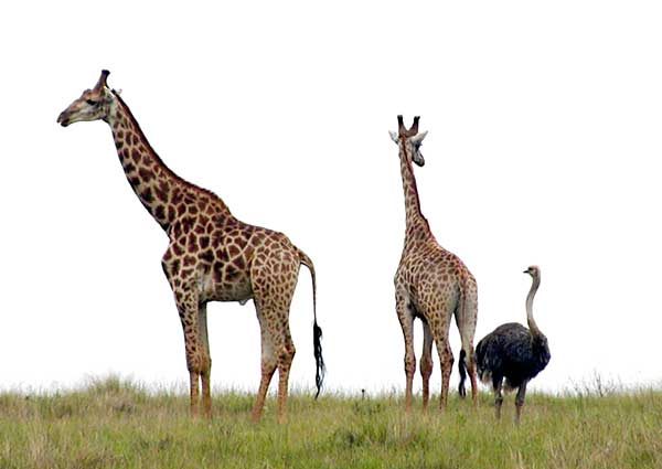 Giraffes and ostrich
