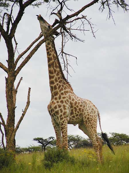 Giraffe standing tall