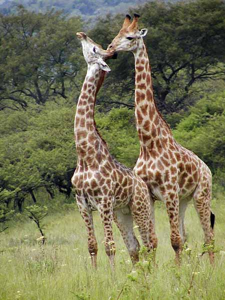 Giraffe pair