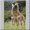 Young male giraffes
