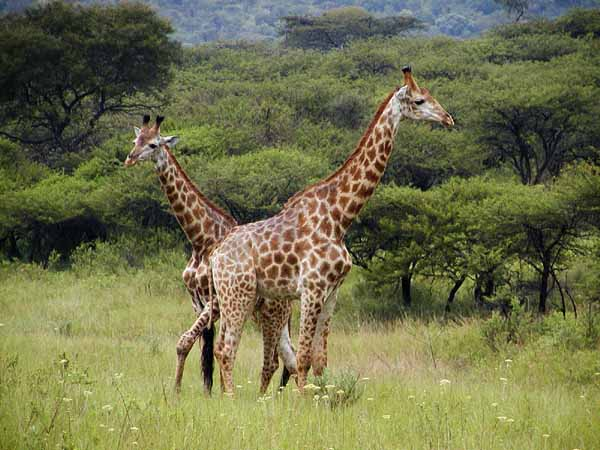 Giraffe pair