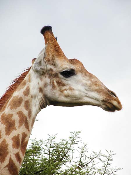 Giraffe close-up of head