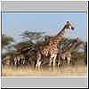 Group of giraffe