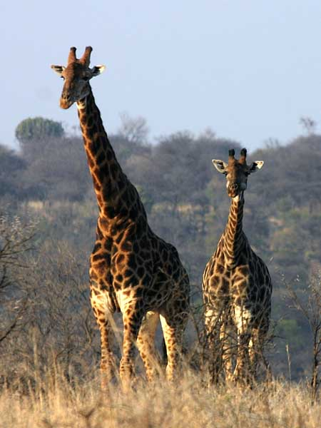 Giraffe pair