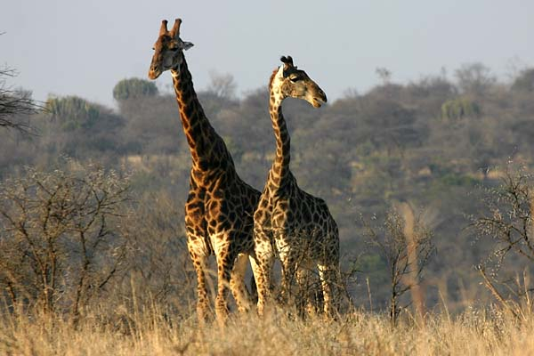 Giraffe pair