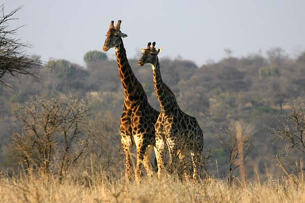 Giraffe pair