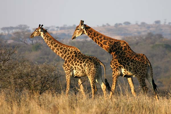 Giraffe pair