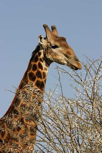 Giraffe head and neck