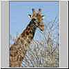 Giraffe next to thorn tree