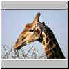 Giraffe nibbling on leaves