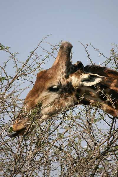 Giraffe plucking leaves
