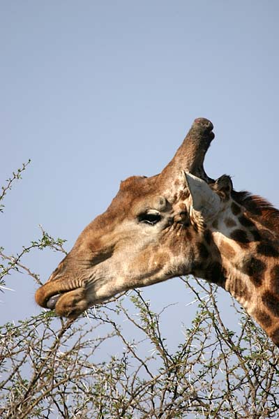 Giraffe browsing from thorn tree