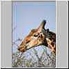 Giraffe eating green leaves