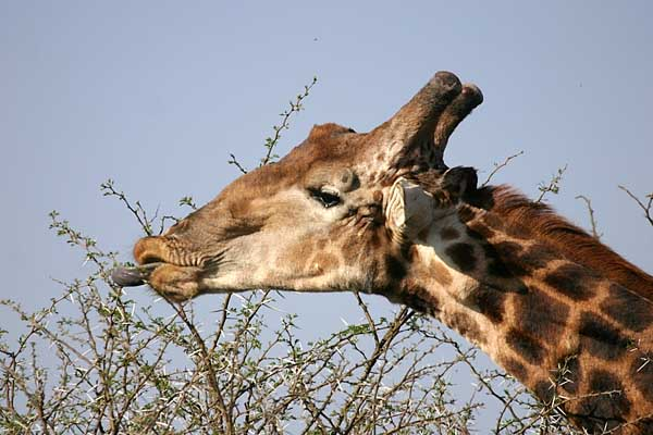 Giraffe plucking leaves