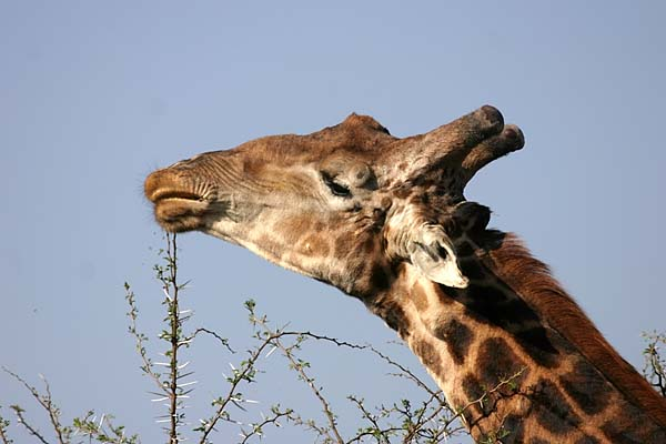 Giraffe stripping leaves