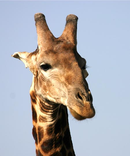 Giraffe head shot