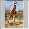 Giraffe standing in thornveld