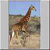 Giraffe in wooded grassland