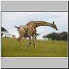 Picture of giraffe