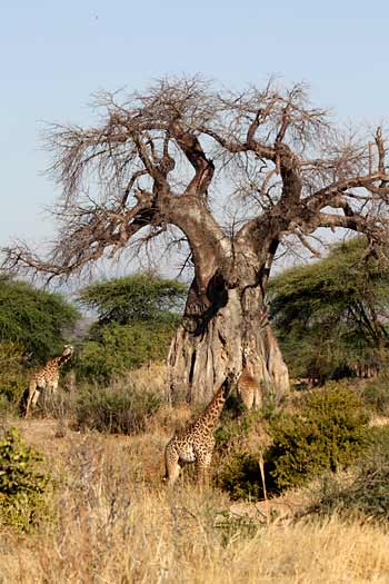 Giraffe under giant baobab tree, Ruaha national park, Tanzania