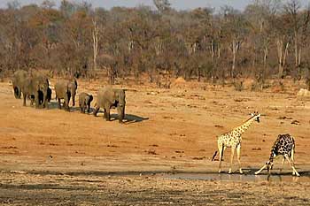 Giraffe and elephants, Hwange National Park, Zimbabwe