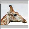 Picture of Giraffe