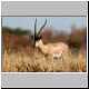 Grant's gazelle, Ruaha National Park