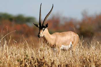 Grant's Gazelle, Ruaha National Park, Tanzania