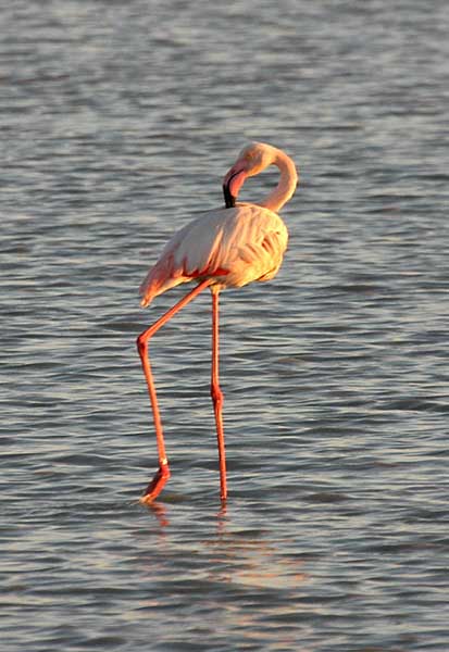 Greater Flamingo in Makgadikgadi Pans