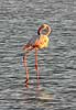 greater flamingo