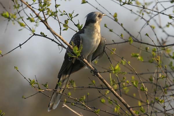 Great Spotted Cuckoo