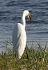 Greate white egret