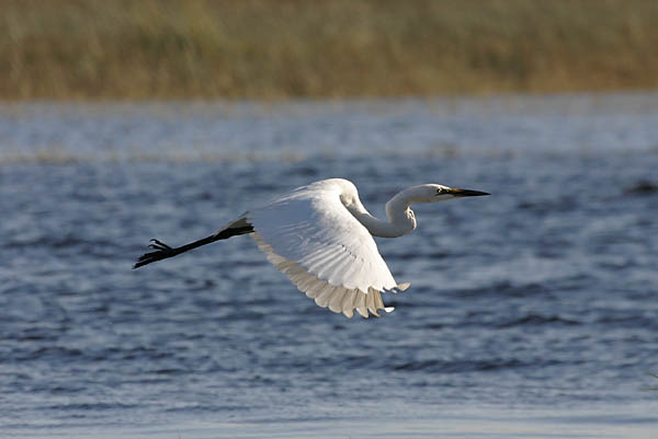 Great White Egret in flight