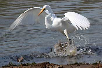 Great white egret making a splash, Ndumo Game Reserve, South Africa