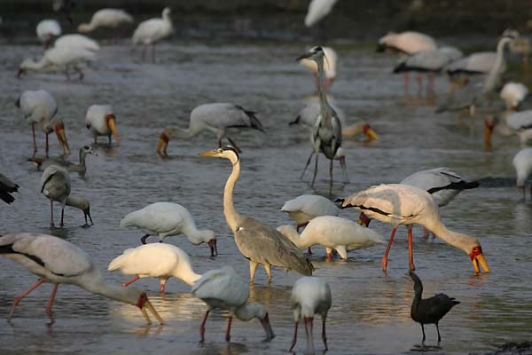 Grey Heron