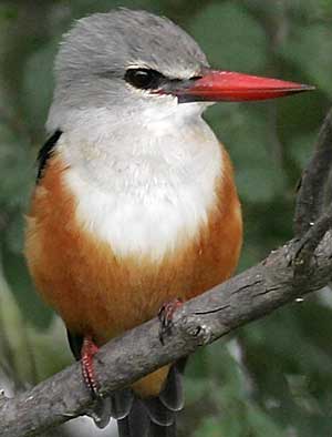Grey-hooded Kingfisher
