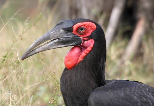 Southern Ground Hornbill, close-up